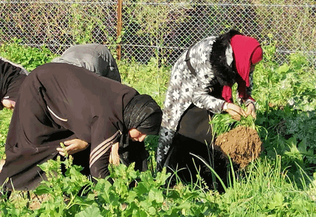 Across the country, women working on the land are expressing renewed  hope for a 'bountiful harvest' this season, as the rain visibly improves  their fields (File photo)